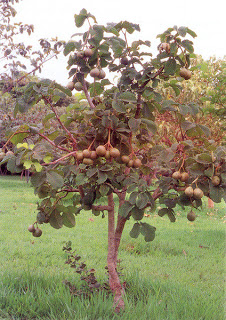 Pequi - Caryocar brasiliense