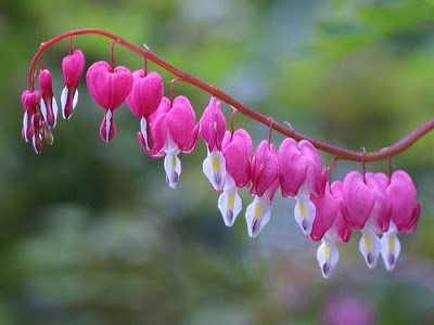 5 flores mais lindas do mundo