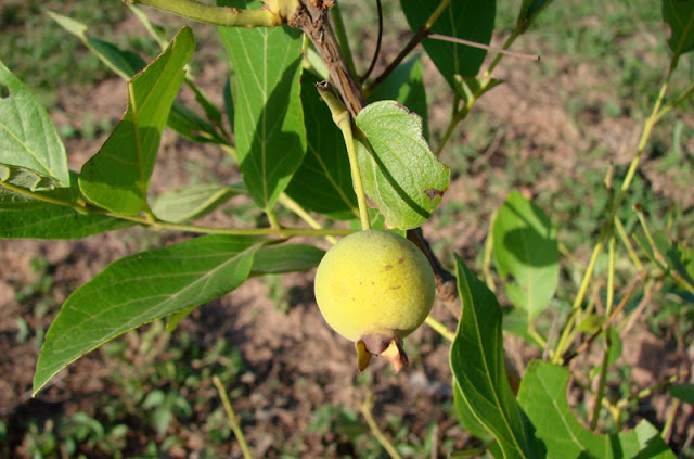 10 frutas nativas brasileiras que você precisa provar antes de morrer