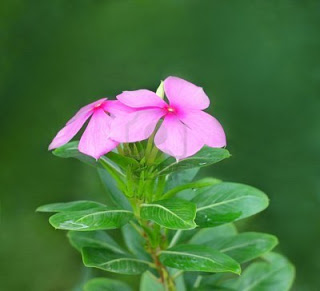 Boa-noite - Catharanthus roseus
