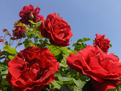 Rosa Rosa