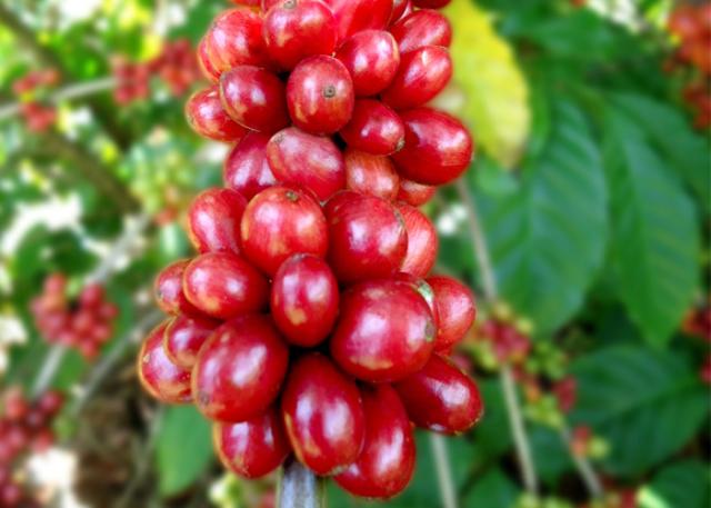 Café tem potencial para mudar realidade do campo na Amazônia