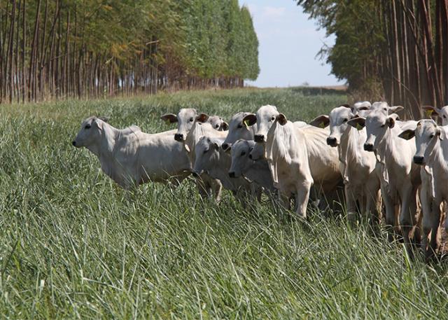 Pecuária mais eficiente pouparia atmosfera de 30 milhões de toneladas de CO2 por ano