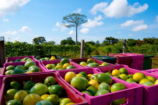 Embrapa recomenda duas novas variedades de maracujá para o Acre