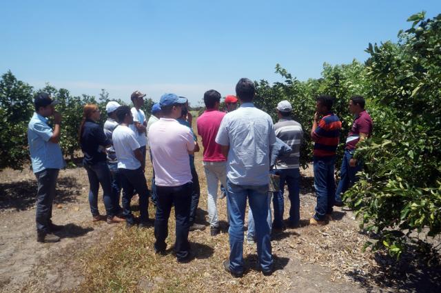 Caminho sustentável para produtividade na fruticultura