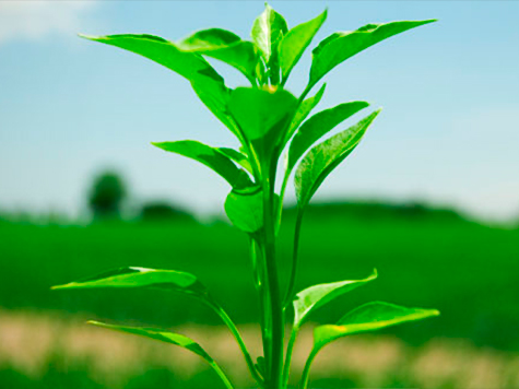 5 plantas que a NASA recomenda para purificar o ar da sua casa