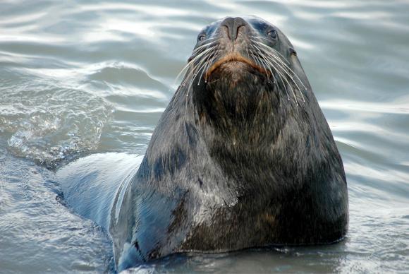 Projeto educa pescadores para preservação de leões e lobos-marinhos
