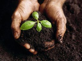 Vegetais: Descubra agora as três principais etapas da fiscalização