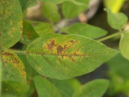 Ferrugem asiática já ataca lavouras de soja do PR