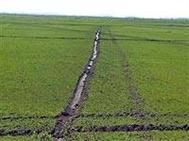 Pesquisa foca na redução do uso de água no plantio de arroz
