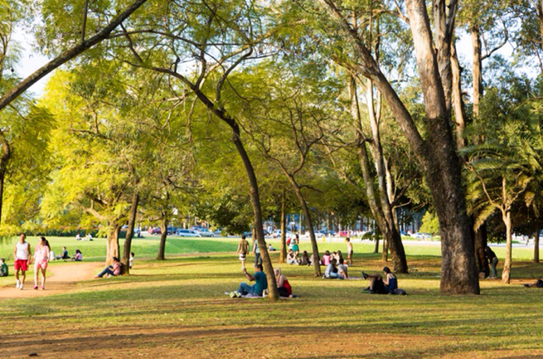 Existem apenas 420 árvores para cada pessoa na Terra! E agora?