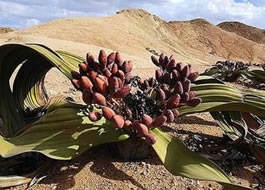 10 plantas mais curiosas do mundo