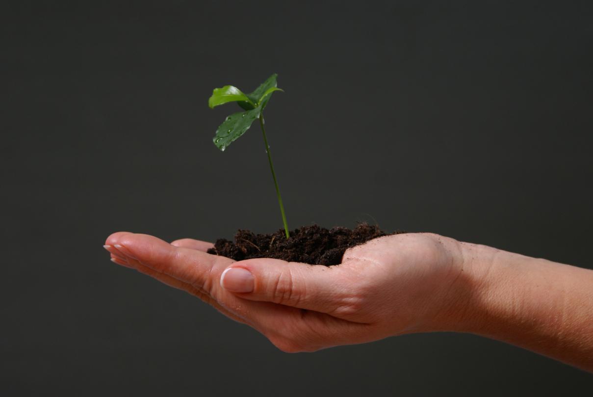 Como plantar uma árvore [Passo a Passo]