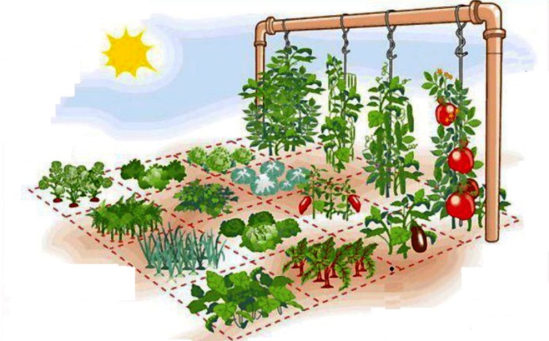 Descubra como fazer uma horta em casa ocupando apenas 1 m²