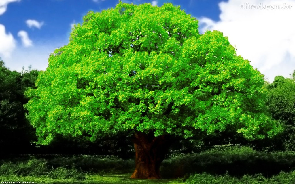 10 motivos para você plantar uma árvore (Incrível)