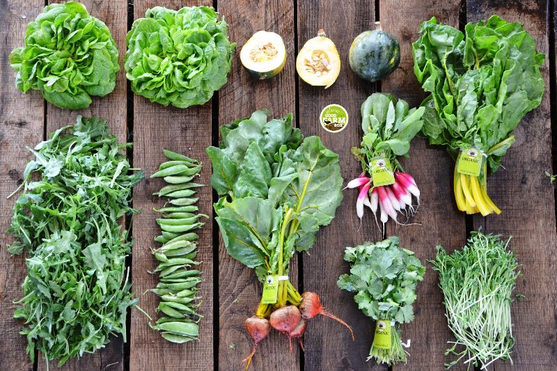 10 lições simples para fazer uma horta em casa
