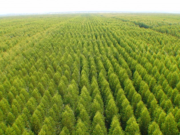 Florestas Plantadas são ruins para o Meio Ambiente