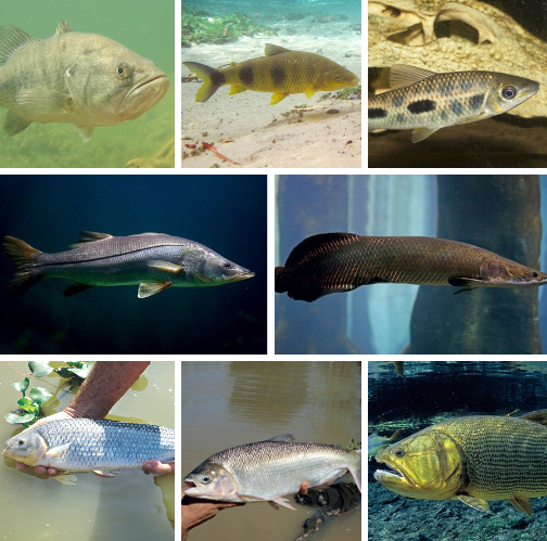 Peixes em Cativeiro: a Questão Moral