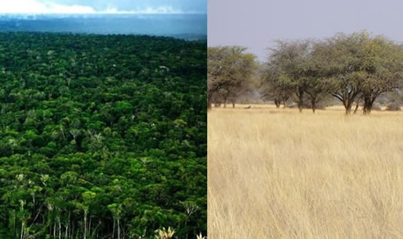 Amazônia está se transformando em uma savana