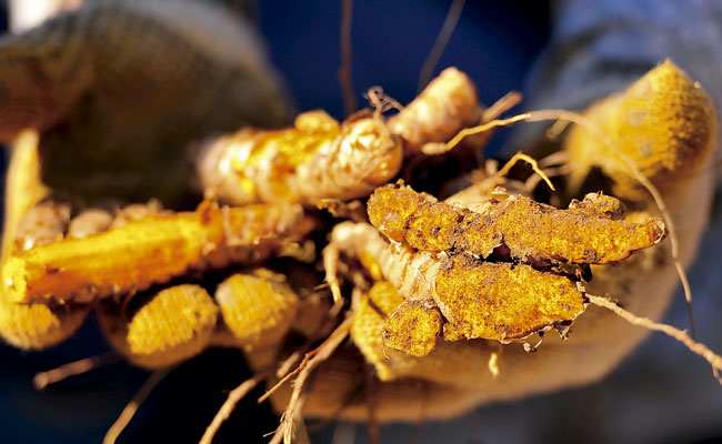 Açafrão-da-terra é aliado do cérebro e ajuda na perda de peso