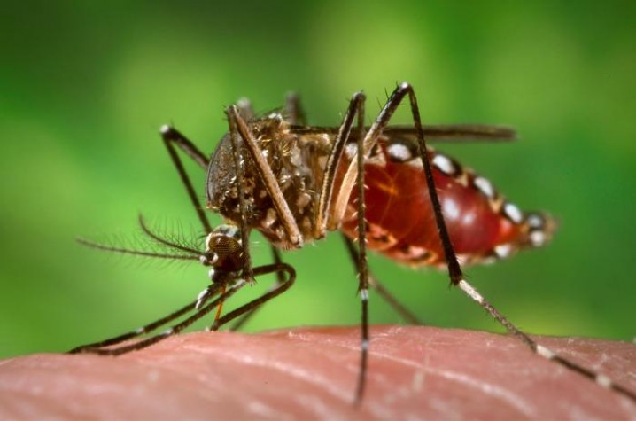 Dengue: Veja aqui as medidas de prevenção