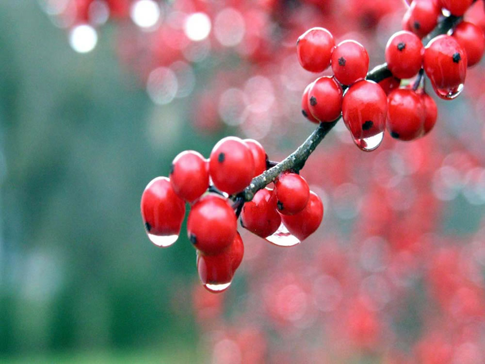 Guaraná: 11 Efeitos Colaterais que podem prejudicar sua saúde