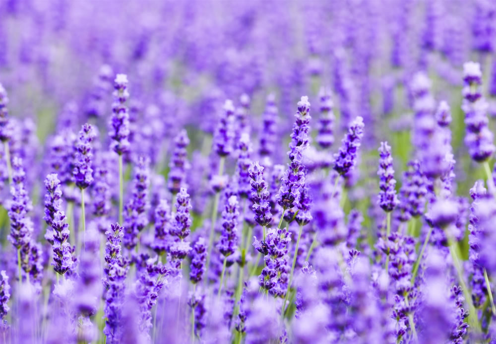 5 plantas para ajudar a você dormir melhor (Comprovado)