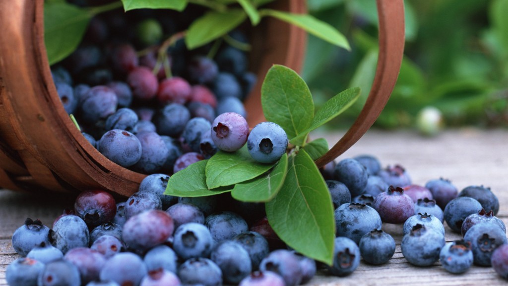 Mirtilo: 5 benefícios antioxidante para você (Imediato)