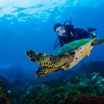 CABO FRIO TERÁ CONCURSO NACIONAL DE FOTOS SUBAQUÁTICAS