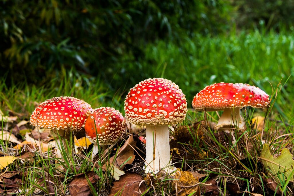 Por Que Os Fungos São Considerados Peça Chave No Meio Ambiente 1580