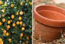 Como garantir uma colheita abundante plantando limão em vaso: confira nosso guia completo