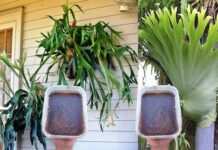 Aprenda passo a passo como plantar chifre de veado em fibra de coco
