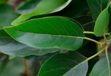 Descubra como a folha de abacate pode potencializar sua imunidade